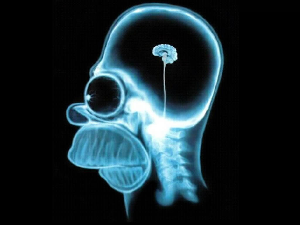 The Homer Brain