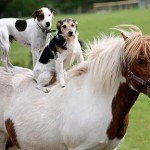 Dog and Pony